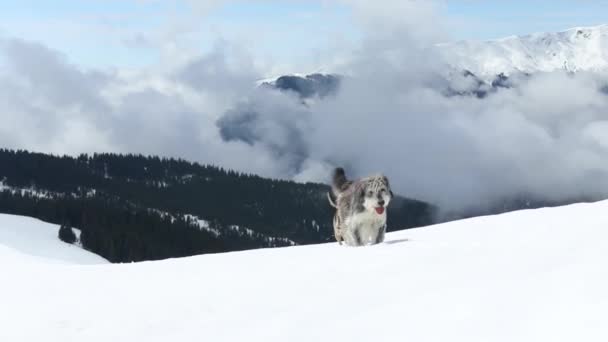 Dos Perros Lindos Escalan Montaña Través Nieve Gran Altitud — Vídeo de stock