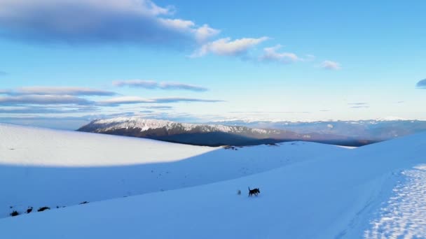 Dogs Playing Snow Mountains Winter — Stock Video