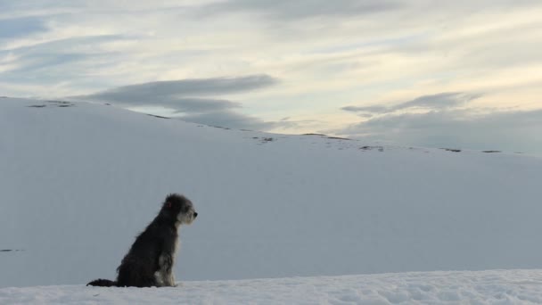 Cane Guarda Alba Dalla Montagna Durante Inverno — Video Stock