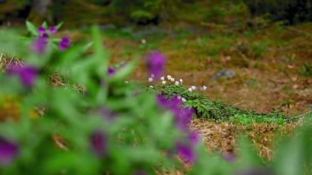 Grupo Flores Brancas Anêmona Nemerosa Com Flores Violetas Primeiro Plano — Vídeo de Stock