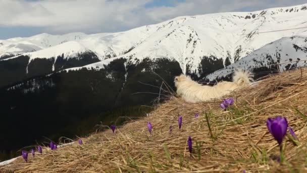 Hond Ruikt Krokus Bloemen Bergen Het Voorjaar — Stockvideo