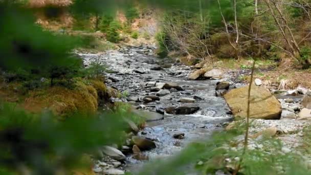 Fiume Montagna Che Scorre Tra Pietre Gli Alberi Durante Primavera — Video Stock