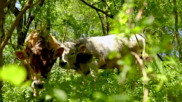 Krowy Pasą Się Lesie Podczas Sezonu Wiosennego — Wideo stockowe