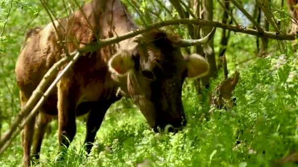 Krowy Pasą Się Lesie Podczas Sezonu Wiosennego — Wideo stockowe