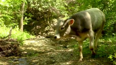 İnekler bahar mevsiminde ormanda otlar.