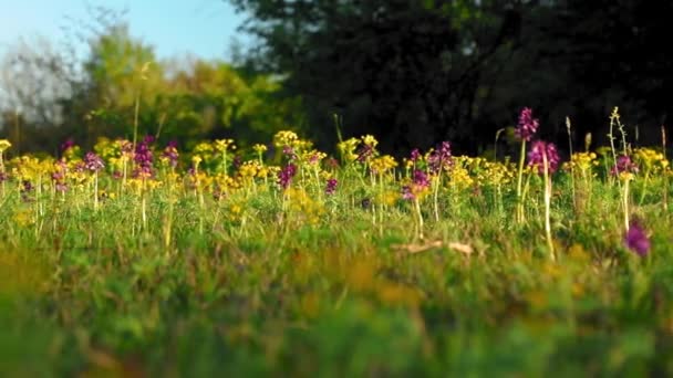 Dzikie Purpurowe Kwiaty Wietrze Sezonie Wiosennym — Wideo stockowe