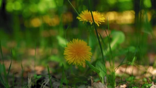 Красивый Цветок Одуванчика Естественном Свете — стоковое видео