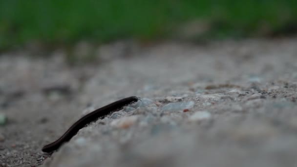 Millipede Έντομα Βόλτες Στη Φύση Κατά Διάρκεια Της Άνοιξης — Αρχείο Βίντεο