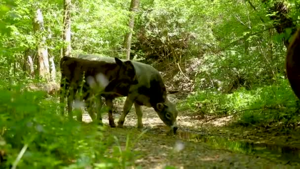 Vache Veau Boivent Eau Ruisseau Forestier Printemps — Video