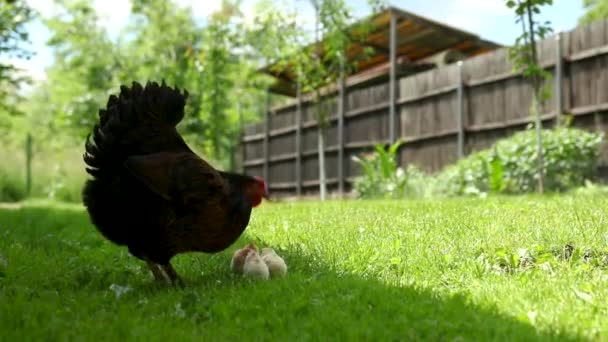 春の季節に庭に鶏の赤ちゃんと鶏 — ストック動画