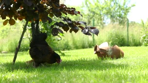 Kip Met Kuiken Tuin Tijdens Het Voorjaarsseizoen — Stockvideo