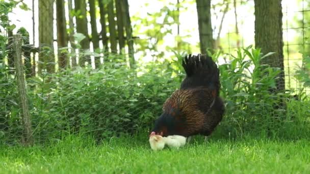 Hönan Med Kyckling Gården Vårsäsongen — Stockvideo