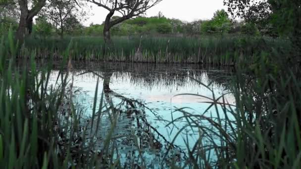 Homem Estava Andando Margem Lago Temporada Primavera — Vídeo de Stock