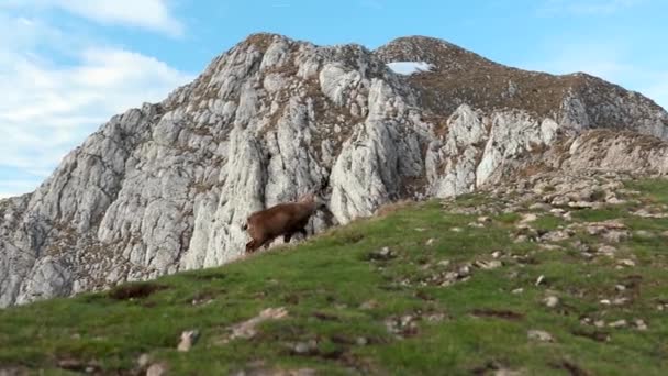 Chamois Grazing Mountain Peak Spring — Video