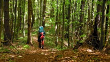 A hiker with a backpack walking through the mountain forest during spring