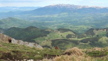 Group of chamoises grazing on mountain peaks during spring