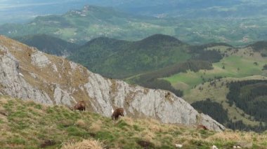 Group of chamoises grazing on mountain peaks during spring