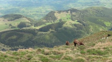 Group of chamoises grazing on mountain peaks during spring