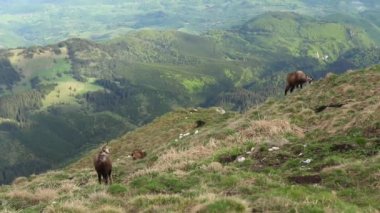 Group of chamoises grazing on mountain peaks during spring