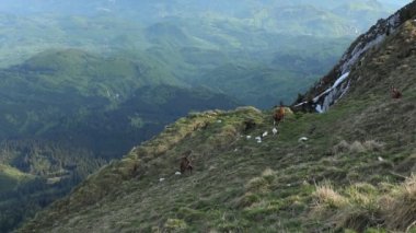 Group of chamoises grazing on mountain peaks during spring