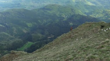 Group of chamoises grazing on mountain peaks during spring