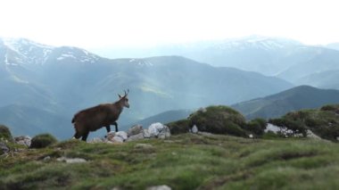Chamois grazing on mountain peak in spring