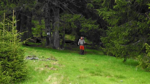 Hiker Backpack Walking Mountain Forest Spring — Vídeos de Stock