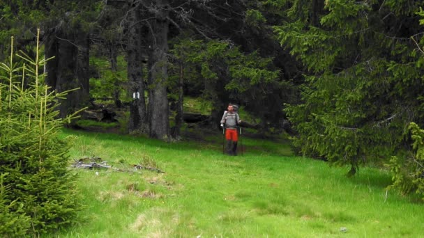 Ein Wanderer Mit Rucksack Wandert Frühling Durch Den Bergwald — Stockvideo