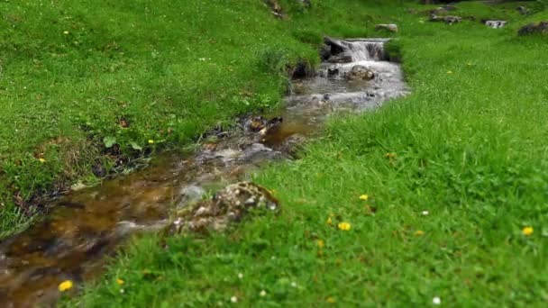 Flusso Acqua Che Scorre Attraverso Erba Verde — Video Stock