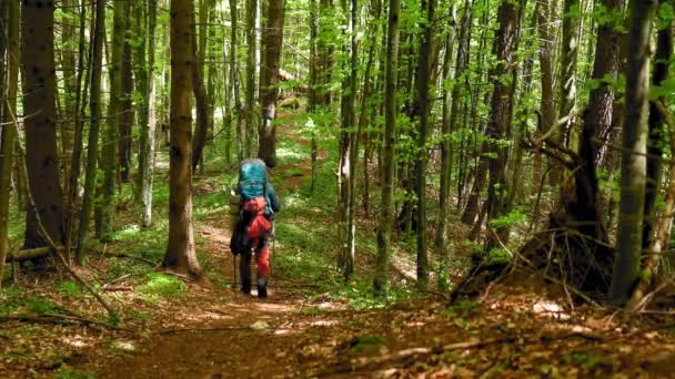 Hiker Backpack Walking Mountain Forest Spring — Video