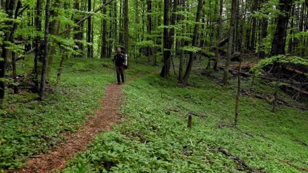 Ein Wanderer Mit Rucksack Wandert Frühling Durch Den Bergwald — Stockvideo