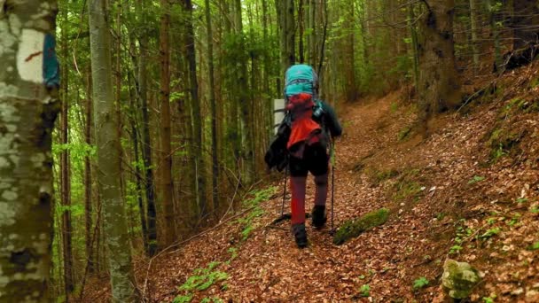 Ein Wanderer Mit Rucksack Wandert Frühling Durch Den Bergwald — Stockvideo