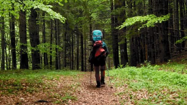 Excursionist Rucsac Care Trece Prin Pădurea Munte Timpul Primăverii — Videoclip de stoc