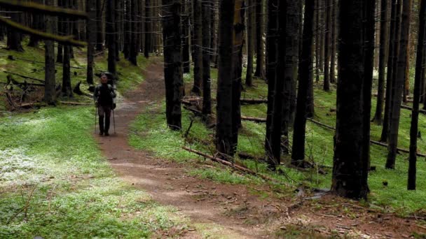 Hiker Backpack Walking Mountain Forest Spring — 비디오