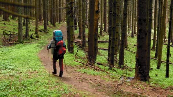 Hiker Backpack Walking Mountain Forest Spring — Stock video