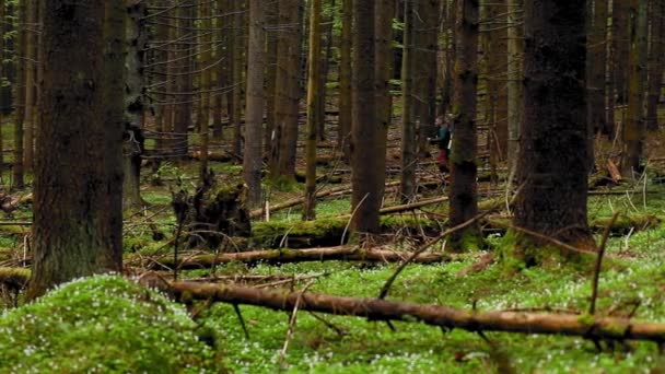 Hiker Backpack Walking Mountain Forest Spring — Stock Video