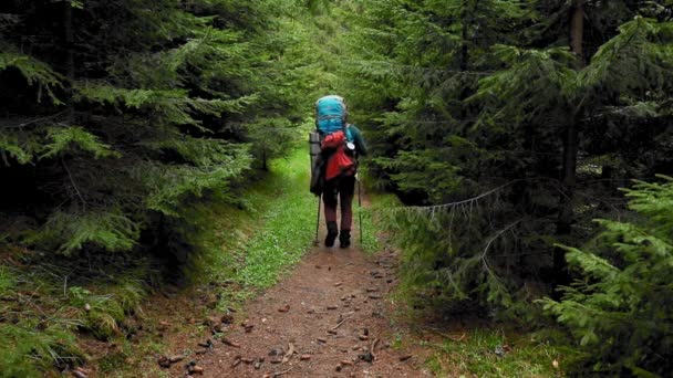 Ein Wanderer Mit Rucksack Wandert Frühling Durch Den Bergwald — Stockvideo