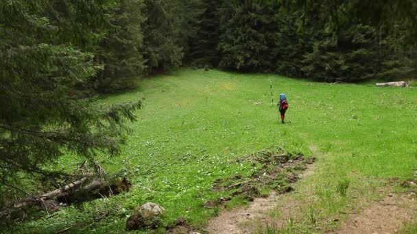 Ein Wanderer Mit Rucksack Wandert Frühling Durch Die Lichtung — Stockvideo