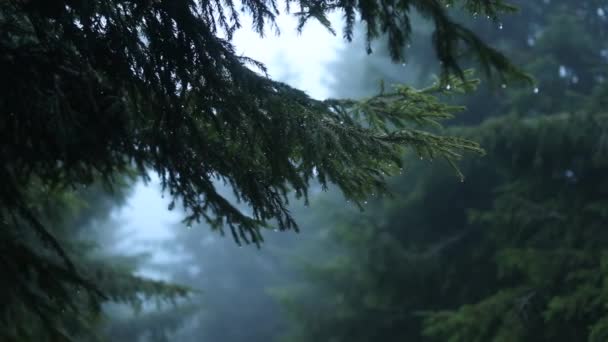 Kiefernzweige Details Mit Nebel Hintergrund Einem Regnerischen Morgen — Stockvideo