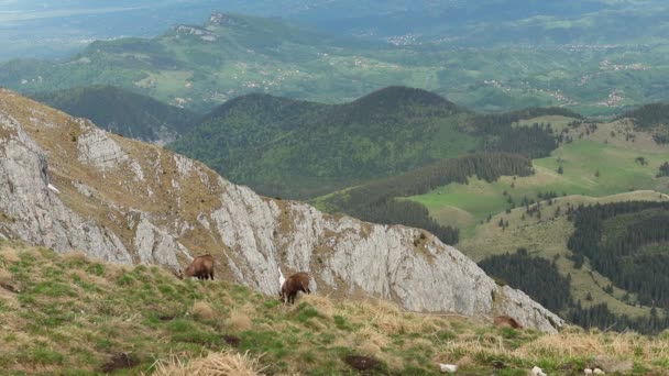 Group Chamoises Grazing Mountain Peaks Spring — ストック動画