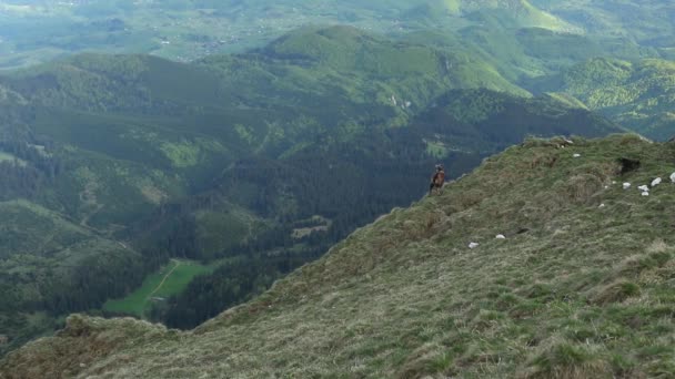 Group Chamoises Grazing Mountain Peaks Spring — Stock video