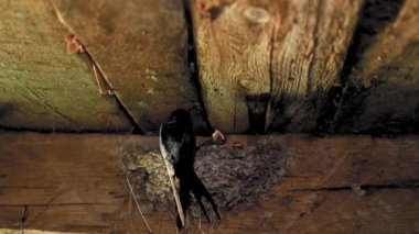 Kırlangıç yavrularını beslemek için yuvaya gelir.