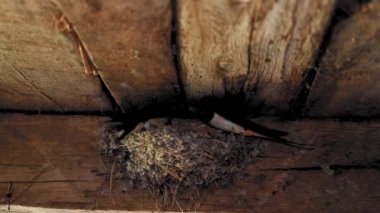 Kırlangıç yavrularını beslemek için yuvaya gelir.