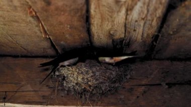 Kırlangıç yavrularını beslemek için yuvaya gelir.