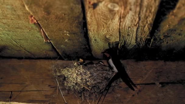 Zwaluw Komt Bij Het Nest Zijn Kuikens Voeden — Stockvideo