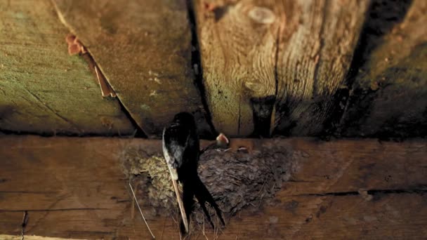 Ластівка Приходить Гніздо Щоб Погодувати Своїх Пташенят — стокове відео