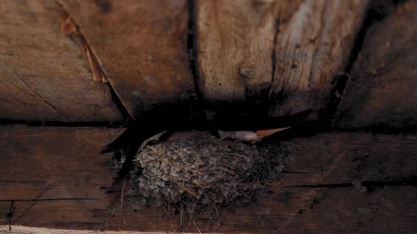 Zwaluw Komt Bij Het Nest Zijn Kuikens Voeden — Stockvideo