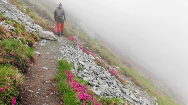 Hiker Walking Alone Mountain Rhododendron Fog — Stock Video