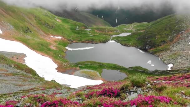 Удивительное Озеро Цветами Рододендрона Горах — стоковое видео