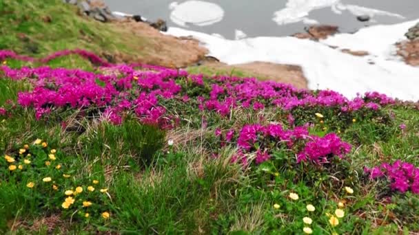 Rhododendron Flor Perto Lago Geleira Montanha — Vídeo de Stock